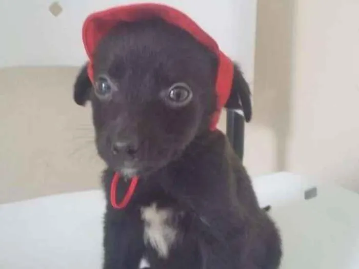 Cachorro ra a  idade 2 a 6 meses nome CHAPEUZINHO