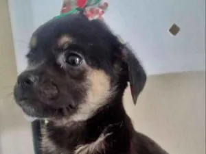 Cachorro raça SRD idade 2 a 6 meses nome LUCINDA