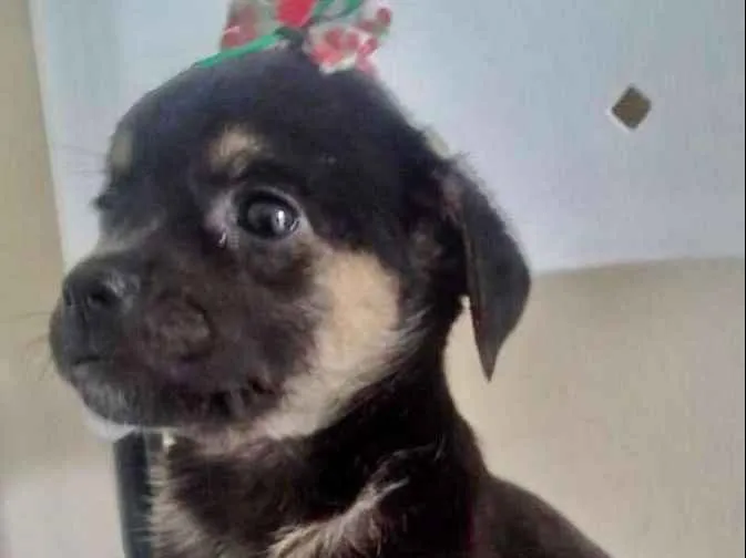 Cachorro ra a SRD idade 2 a 6 meses nome LUCINDA
