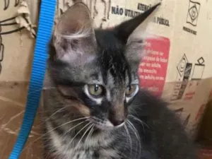Gato raça Srd  idade 2 a 6 meses nome Aquaman 