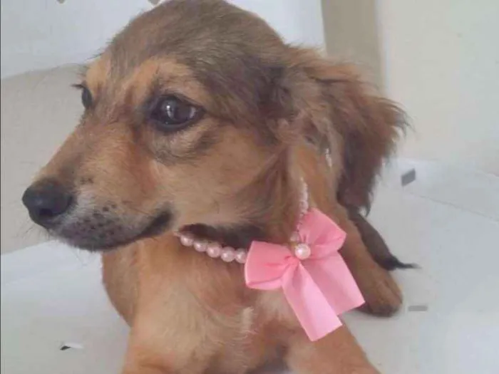 Cachorro ra a SRD idade 2 a 6 meses nome MARIANA