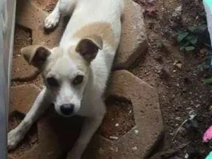 Cachorro raça SRD idade 1 ano nome Não tem 