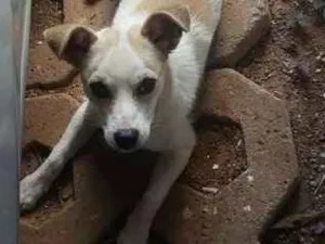 Cachorro raça SRD idade 1 ano nome Não tem 