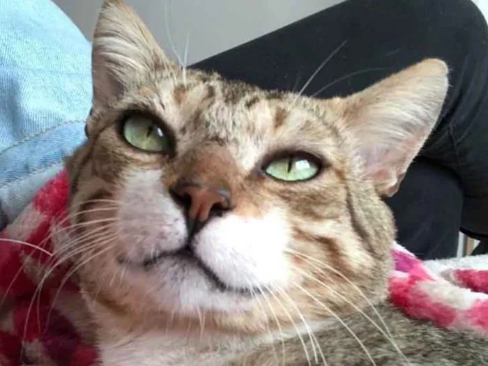 Gato ra a SRD idade 1 ano nome GANDHI