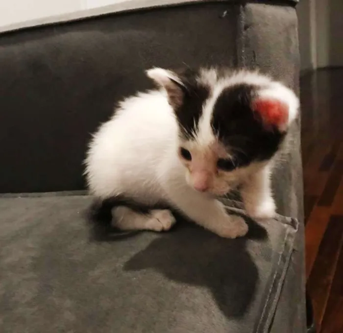 Gato raça SRD idade Abaixo de 2 meses nome Sem Nome
