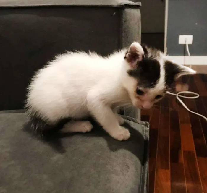 Gato raça SRD idade Abaixo de 2 meses nome Sem Nome
