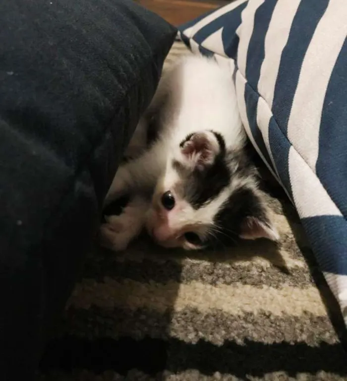 Gato raça SRD idade Abaixo de 2 meses nome Sem Nome