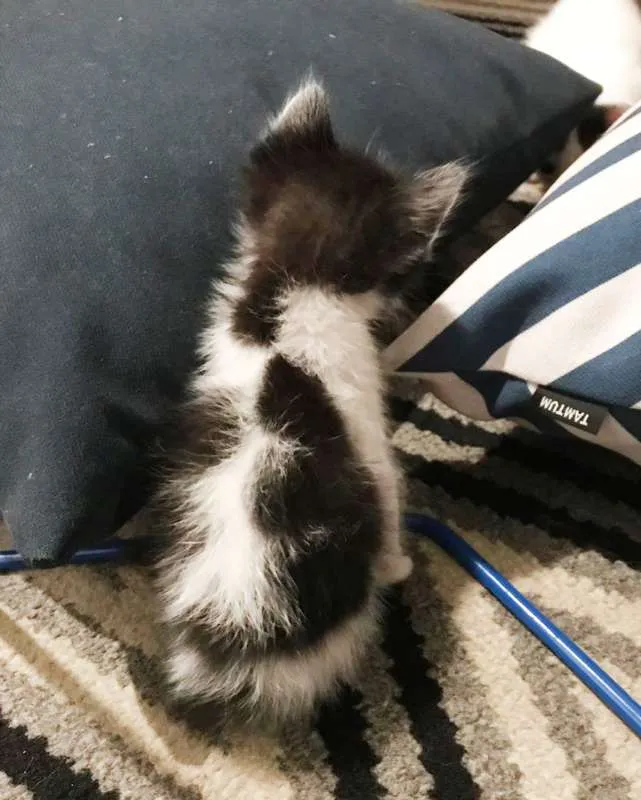 Gato raça SRD idade Abaixo de 2 meses nome Sem Nome