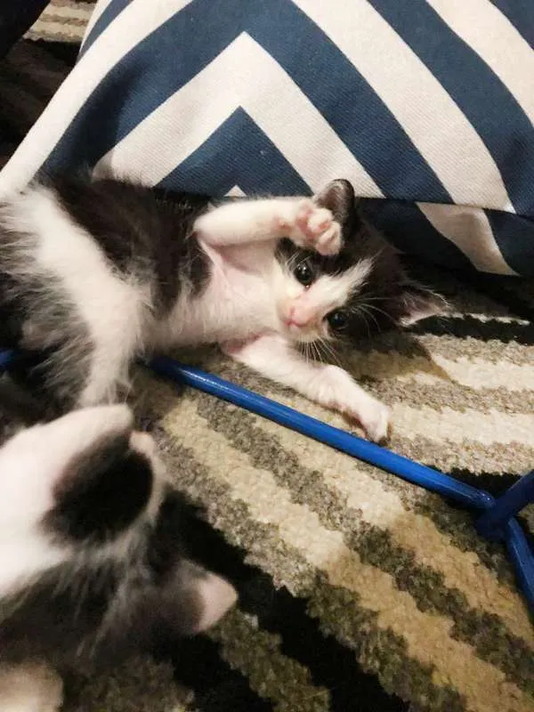 Gato raça SRD idade Abaixo de 2 meses nome Sem Nome