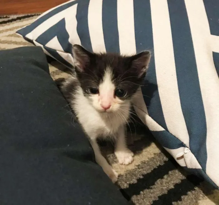 Gato raça SRD idade Abaixo de 2 meses nome Sem Nome