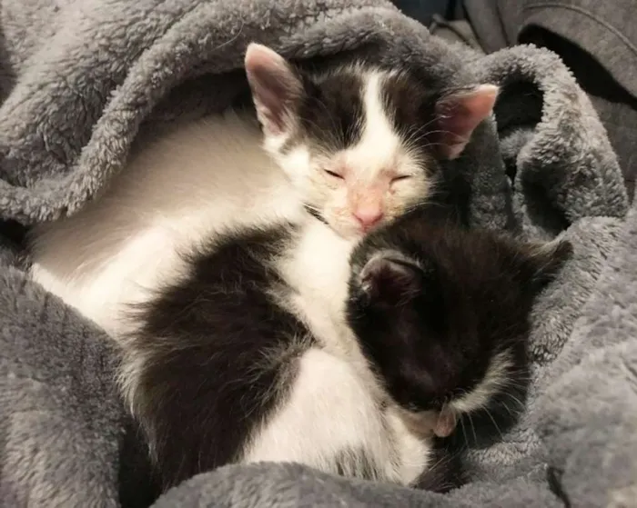 Gato raça SRD idade Abaixo de 2 meses nome Sem Nome