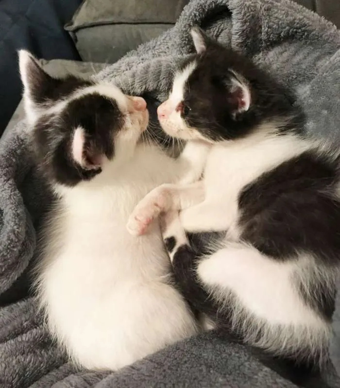 Gato raça SRD idade Abaixo de 2 meses nome Sem Nome
