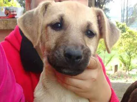 Cachorro ra a SRD idade 2 a 6 meses nome sem nome