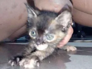Gato raça Indefinida idade 2 a 6 meses nome Sem nome