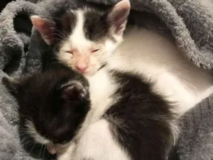 Gato raça SRD idade Abaixo de 2 meses nome Sem Nome