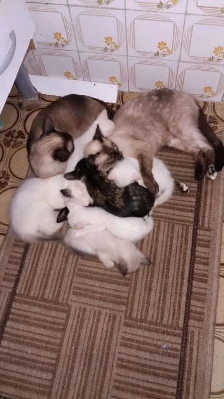 Gato ra a Siamês,Branco,3 cores idade 2 a 6 meses nome Bia,Guilherme,Juliet