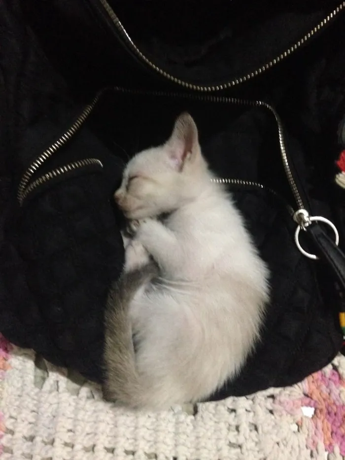 Gato raça Vira lata idade Abaixo de 2 meses nome Gatinha 