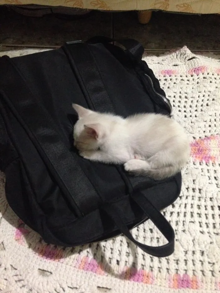 Gato raça Vira lata idade Abaixo de 2 meses nome Gatinha 