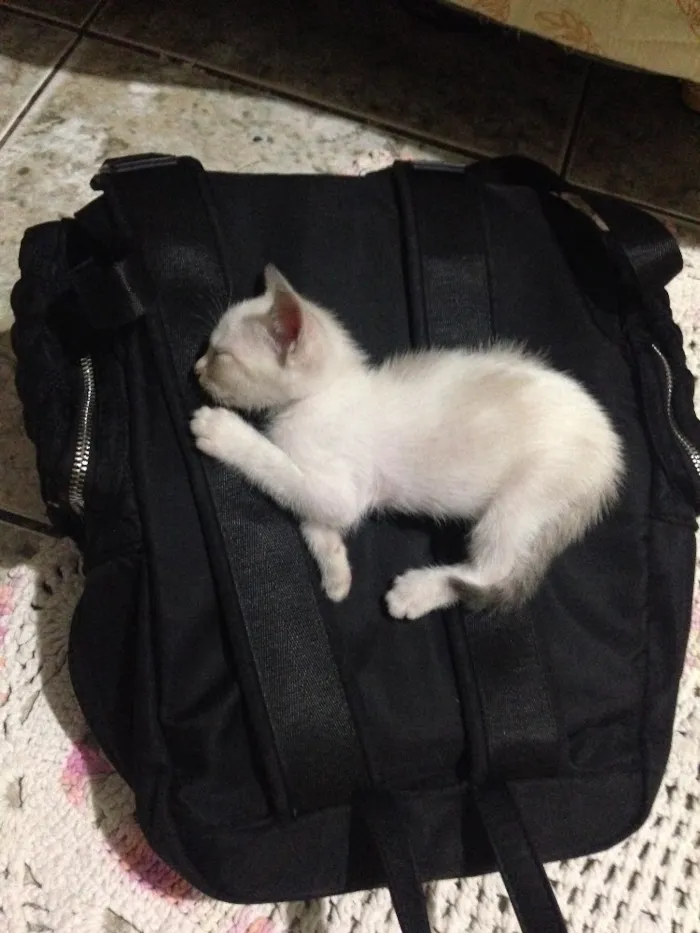 Gato raça Vira lata idade Abaixo de 2 meses nome Gatinha 