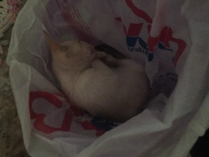 Gato raça Vira lata idade Abaixo de 2 meses nome Gatinha 