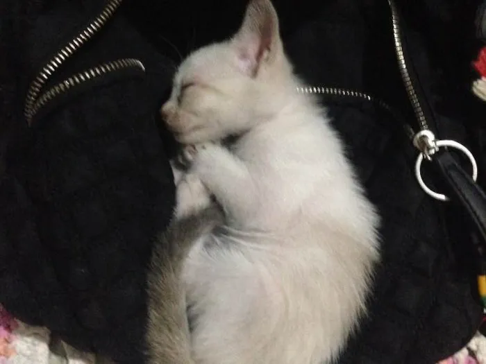 Gato raça Vira lata idade Abaixo de 2 meses nome Gatinha 