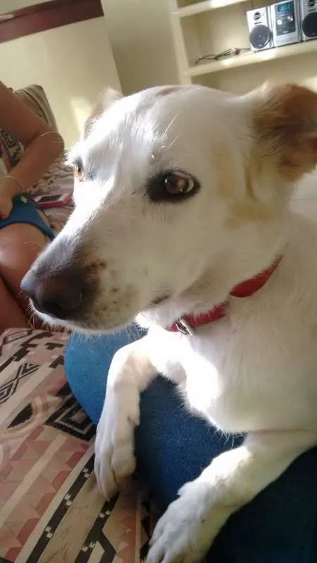 Cachorro ra a Vira lata idade 5 anos nome Maika