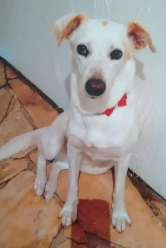 Cachorro ra a Vira lata idade 5 anos nome Maika