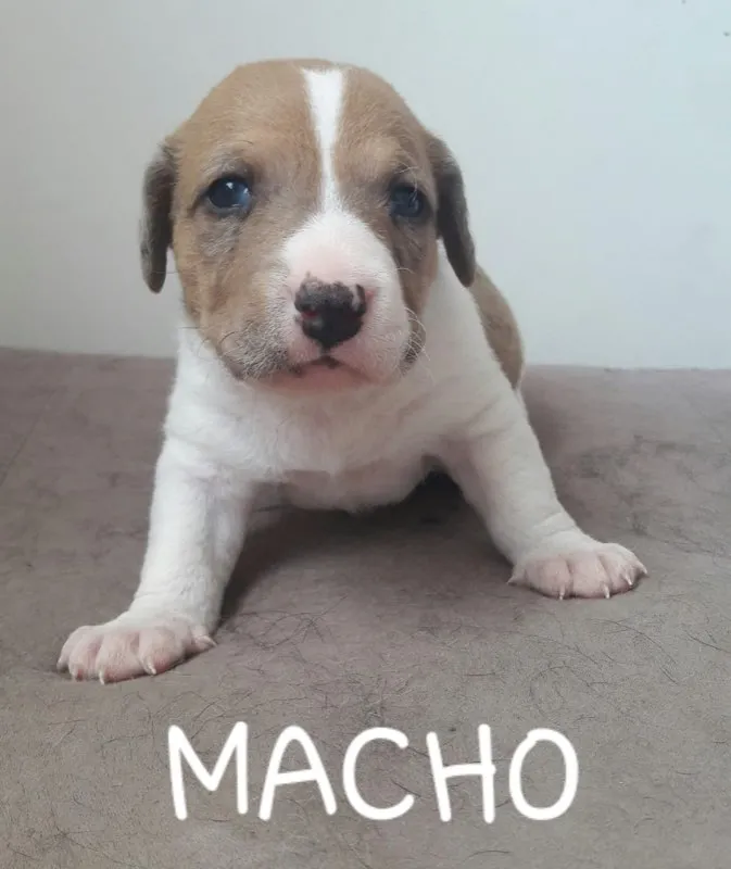 Cachorro raça Vira-lata idade Abaixo de 2 meses nome Vira-Lata 
