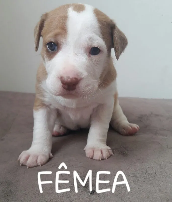 Cachorro raça Vira-lata idade Abaixo de 2 meses nome Vira-Lata 