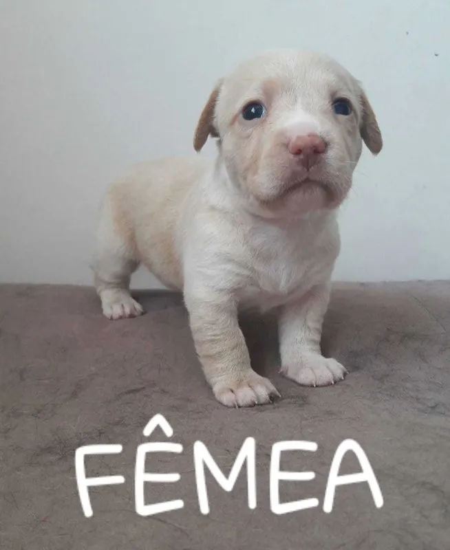 Cachorro raça Vira-lata idade Abaixo de 2 meses nome Vira-Lata 