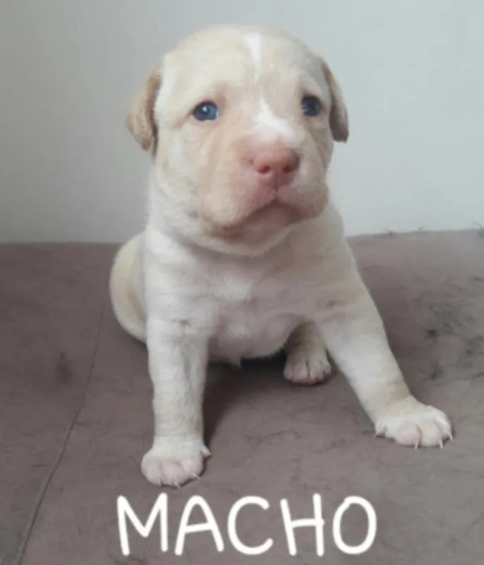 Cachorro raça Vira-lata idade Abaixo de 2 meses nome Vira-Lata 