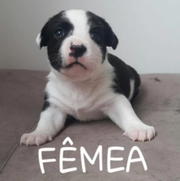 Cachorro raça Vira-lata idade Abaixo de 2 meses nome Vira-Lata 