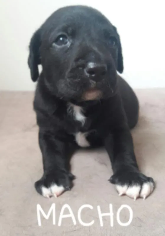 Cachorro raça Vira-lata idade Abaixo de 2 meses nome Vira-Lata 
