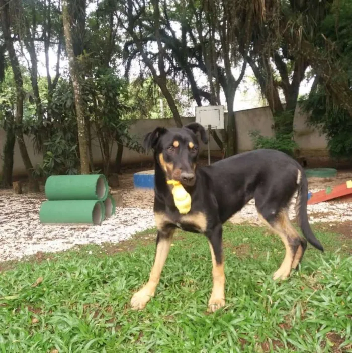 Cachorro ra a SRD idade 7 a 11 meses nome Estrela