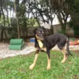 Estrela