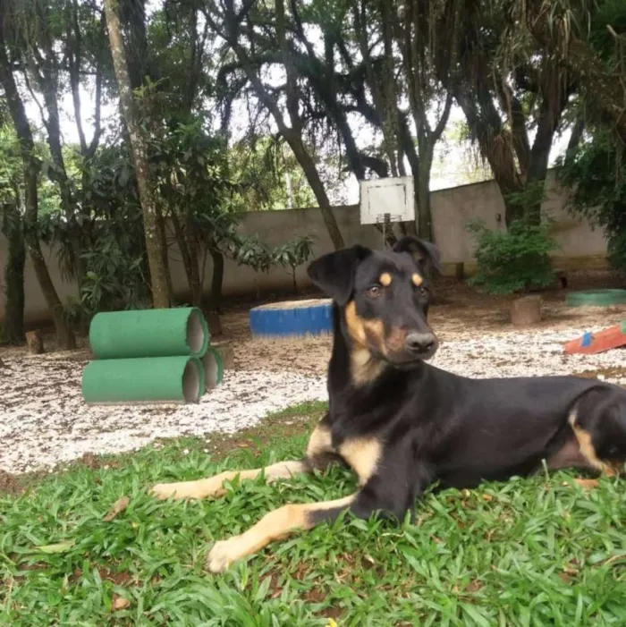 Cachorro ra a SRD idade 7 a 11 meses nome Estrela
