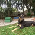 Estrela