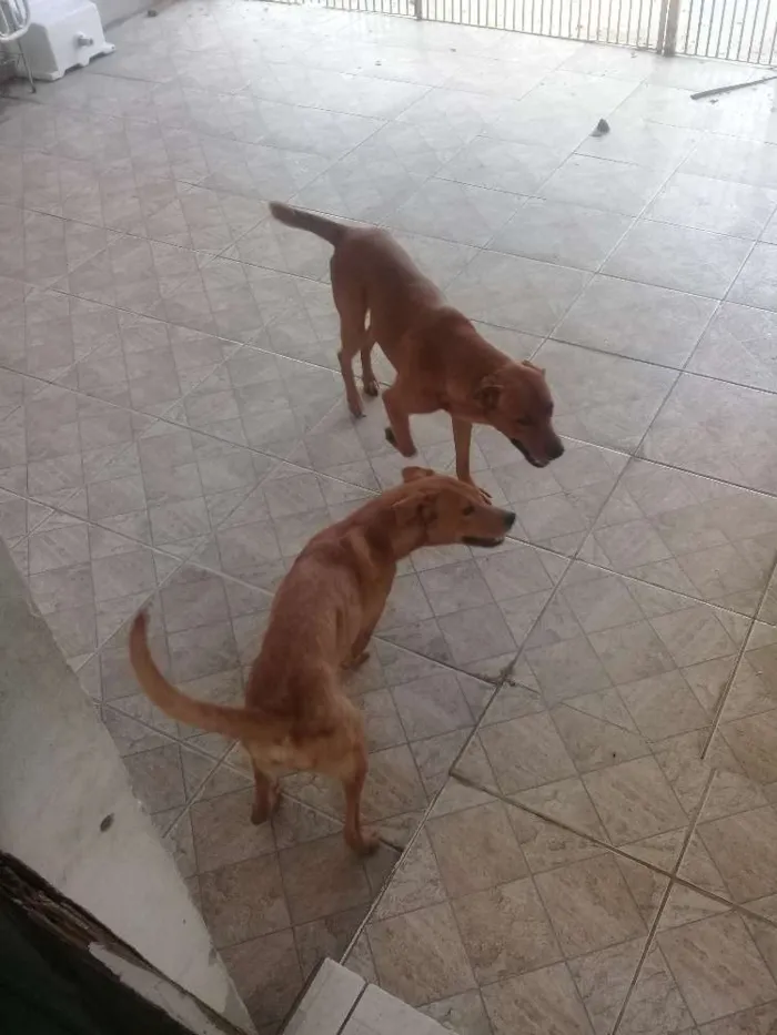 Cachorro ra a Chow chow com vira lata idade 2 anos nome Thor 