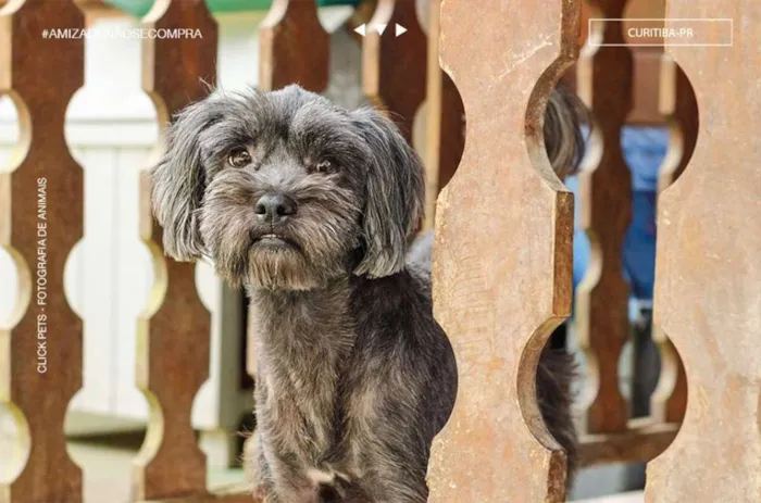 Cachorro raça SRD idade 6 ou mais anos nome Lady