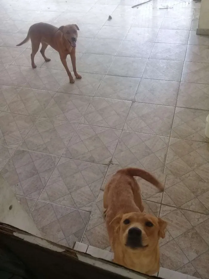 Cachorro ra a Chow chow com vira lata idade 2 anos nome Thor 