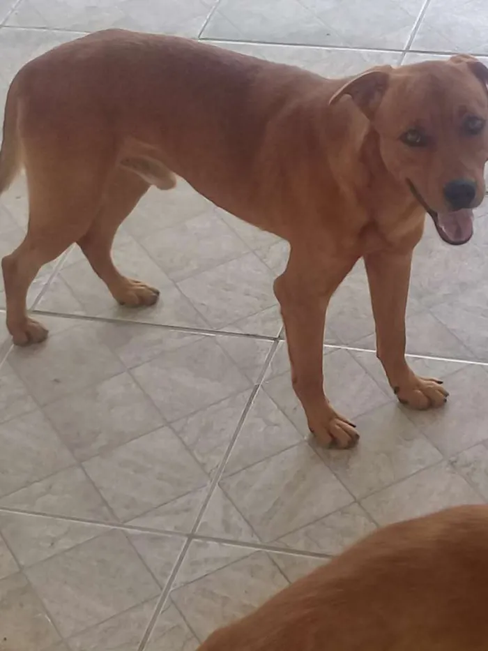 Cachorro ra a Chow chow com vira lata idade 2 anos nome Thor 