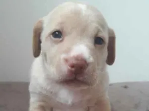 Cachorro raça Vira-lata idade Abaixo de 2 meses nome Vira-Lata 