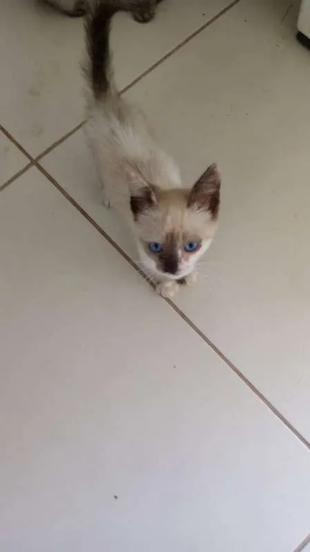 Gato ra a  idade 2 a 6 meses nome ANJINHOS