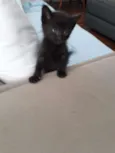 Neguinho
