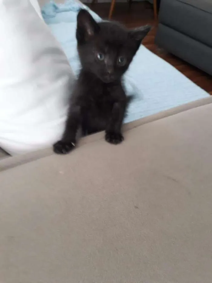 Gato ra a Srd idade 2 a 6 meses nome Neguinho