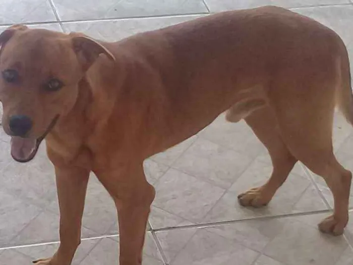 Cachorro ra a Chow chow com vira lata idade 2 anos nome Thor 