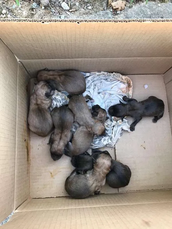 Cachorro raça  idade Abaixo de 2 meses nome filhotes