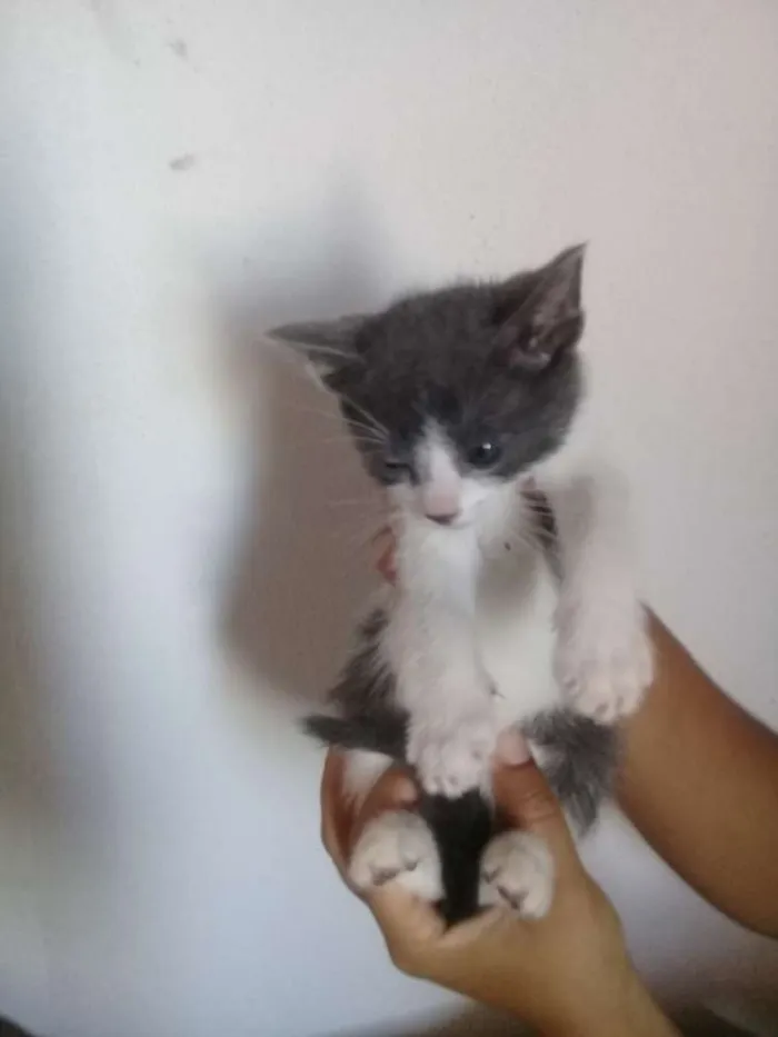 Gato ra a Indedinido idade Abaixo de 2 meses nome Petrus e frajola 