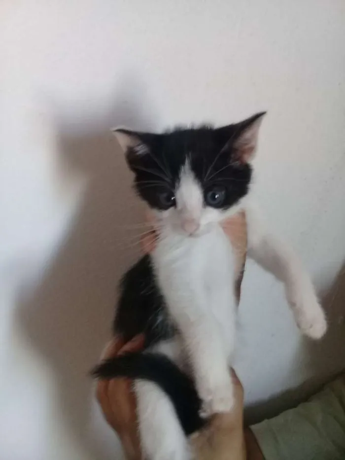 Gato ra a Indedinido idade Abaixo de 2 meses nome Petrus e frajola 