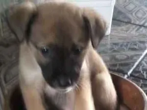 Cachorro raça SRD idade Abaixo de 2 meses nome Sem nome